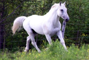 fábula del campesino y el caballo