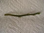 la_vara_con_que_midas