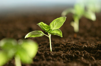 éxito_semilla_fracaso_semilla_éxito