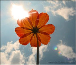 flor con sol