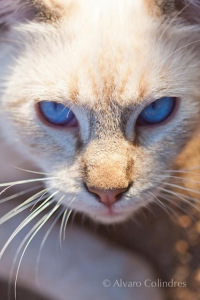 Solito  Siamex, Todos Santos BCS,  © Alvaro Colindres